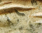 b5